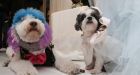 $158,000 dog wedding sets record