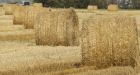 Prairie dwellers less supportive of evolution