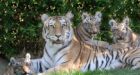 Mauled man wanted �to be one' with Bronx Zoo tiger, faces arrest