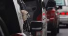 Neglected dog honks for help after left in truck
