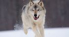 Attacked by wolf, Manitoba woman drives to hospital