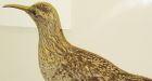 From endangered to extinct: the tragic flight of the Eskimo curlew