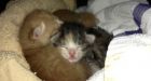 Kittens safe after being abandoned in plastic bag