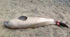 Beluga deaths in St. Lawrence worry whale researchers