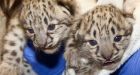 Winnipeg snow leopard cubs make debut