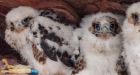 New study shows heavy rainfall killing peregrine chicks
