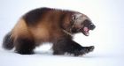 Wolverine's Status Change To Threatened Species Thwarted By Western United States Wildlife Agencies Interested In Fur : Science : University Herald