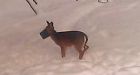 Deer with head stuck in bucket has couple scrambling to save it