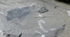 New fossil bed found by scientists hailed as 'motherload'