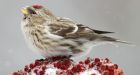 Great Backyard Bird Count appeals for public's help
