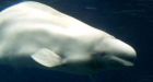 UBC researchers blame infectious parasite found in Arctic belugas on melting ice