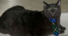 Tiny the cat to be honoured at N.B. legislature