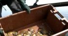 Acidic ocean deadly for Vancouver Island scallop industry