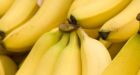 Bananageddon: Deadly fungus decimates global banana crop