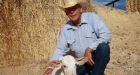 Feds move in on Nevada rancher's herd