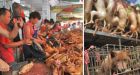 Pressure grows to ban week-long DOG-eating festival in China | World