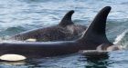 Springer the orphaned orca reappears off B.C. coast with a family of her own