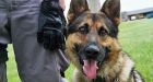 K9 cops: A dog's-eye view of police work