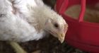 Health Canada's quiet move to end use of antibiotics to fatten up animals