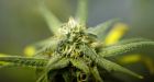 Two killed in botched robbery of marijuana grow in California