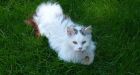 RSPCA 'put down cat for having long hair'