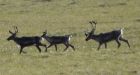 N.W.T.�s Bluenose-East, Bathurst caribou in �alarming� decline