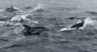 White-sided dolphins make rare appearance near Victoria, B.C.