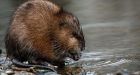Ottawa overturns RCMP decision to swap muskrat fur hats for wool tuques