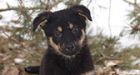 Name the Puppy 2015
