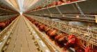 NFU Report Warns Of Dire Consequences Of Rampant Corporate Farming