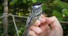 Tiny blackpoll warbler flies 3 days non-stop in record migration