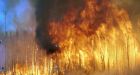Boreal forest suffering 'significant' losses in Russia, Canada