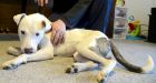 Dog that was struck by car, clubbed, left for dead recovering with help from vets, Samaritans