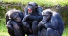 US judge grants 'human rights' to a pair of laboratory chimpanzees