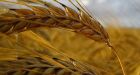 Ottawa closes sale of Canadian Wheat Board, name changes to G3 Canada Ltd. | CTV Regina News