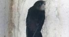 Chimney of century-old N.S. building being preserved to save threatened birds