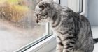 Your cat doesn�t love you: science