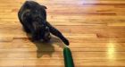 Spooking cats with cucumbers could cause 'psychological problems,' says Calgary vet technician