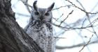 Owl attacks Red Deer skier twice