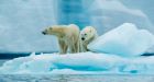 Kayaking the Arctic: one man encounters 39 polar bears