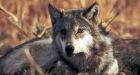B.C. wolf cull needed to save elk and moose, says biologist