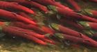 Salmon hatcheries produce genetically different fish, study finds