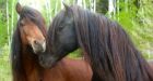 Fort Frances farmer fetted for preserving rare horse population