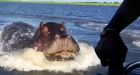 Senegal�s terrifying killer hippo problem