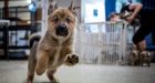 Male dogs' fertility rapidly declined from 1988 to 2014: study | CTV News