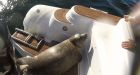 Seal hides on tour boat to escape hungry orcas