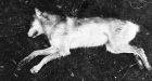 Hunters fend off wolves after dog attacked at wilderness camp