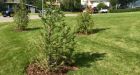 Brentwood residents mocked on social media for protesting tree planting in park