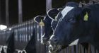 California targets dairy cows to combat global warming