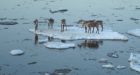 The caribou population in Alaskas arctic region has dipped by 50 per cent  and no one knows why | National Post